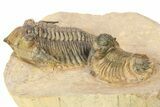 Acanthopyge & Metacanthina Trilobites - Lhandar Formation #309220-4